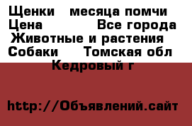 Щенки 4 месяца-помчи › Цена ­ 5 000 - Все города Животные и растения » Собаки   . Томская обл.,Кедровый г.